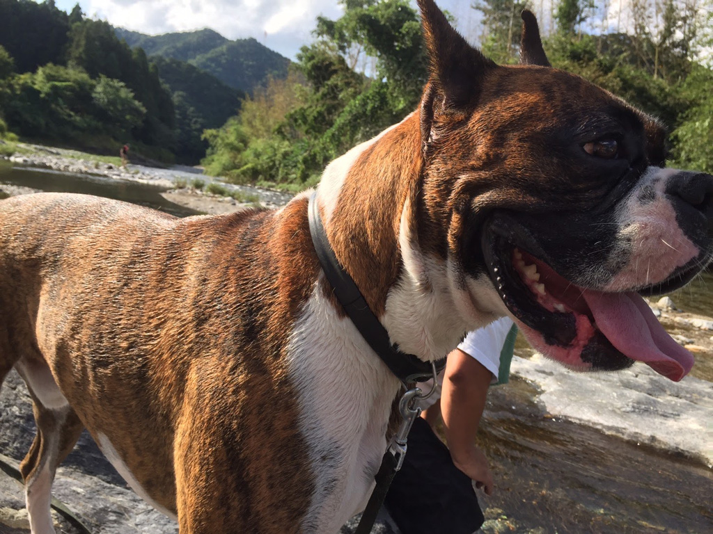 ボクサー犬と川遊び