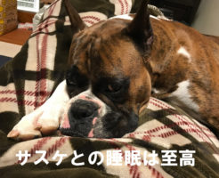 サスケと一緒の睡眠は至高