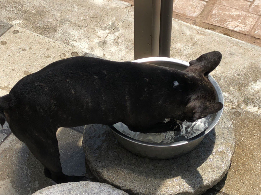 生後四ヶ月を迎えたフレブルパピー こてつ | 水飲み皿で水遊び