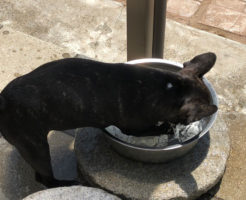 生後四ヶ月を迎えたフレブルパピー こてつ | 水飲み皿で水遊び