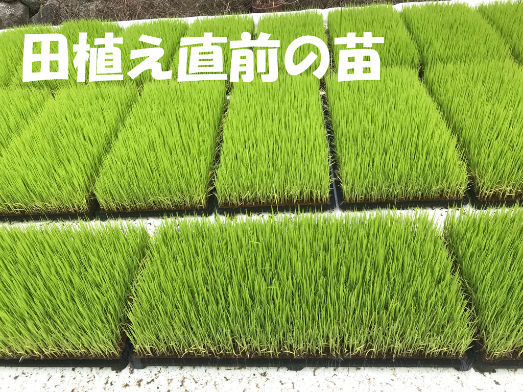 田植え直前の苗