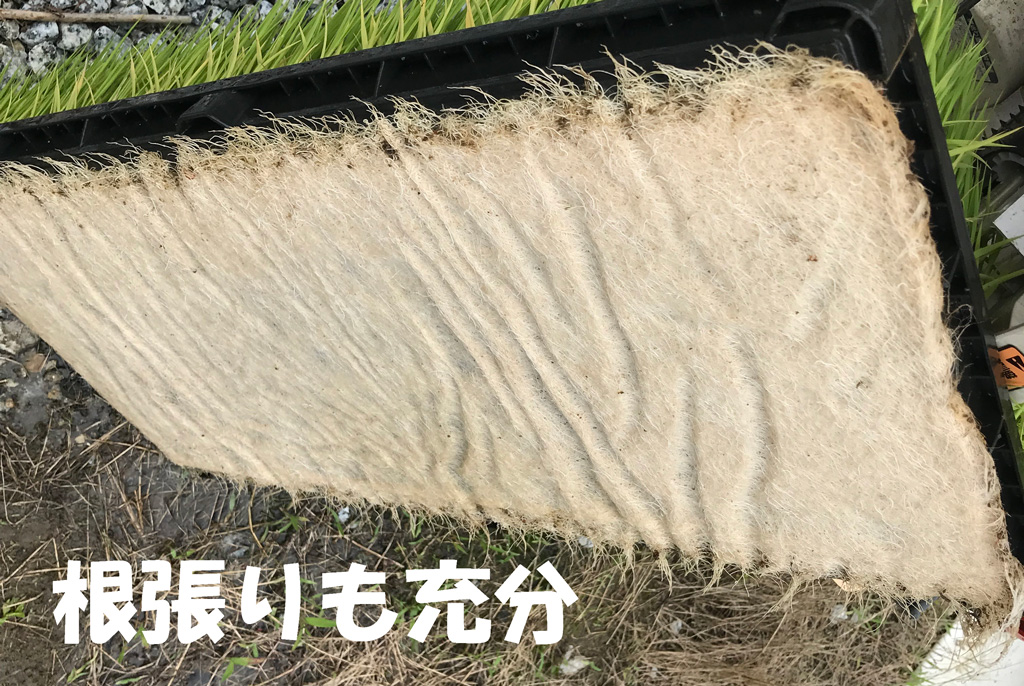 田植え直前の苗