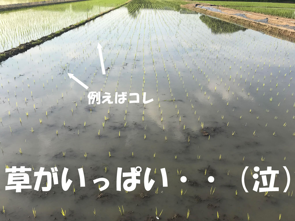 米づくりは植えてからが大変、大変