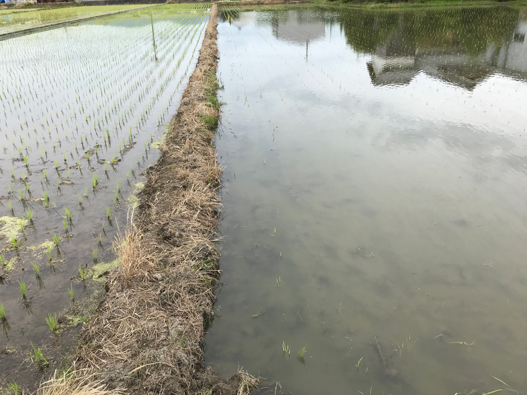 平成30年の田植え