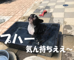 暑がりコテツは行水が大好き