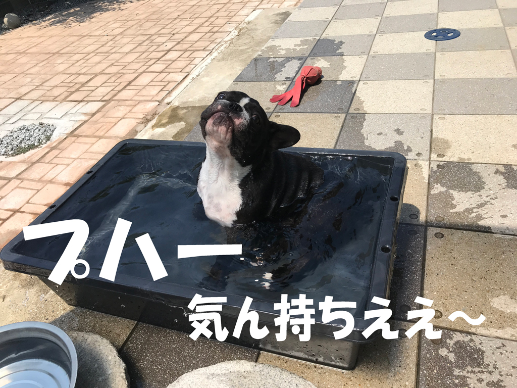 暑がりコテツは行水が大好き