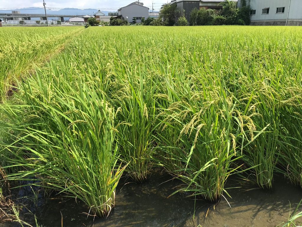 傾いた稲が自力で復活