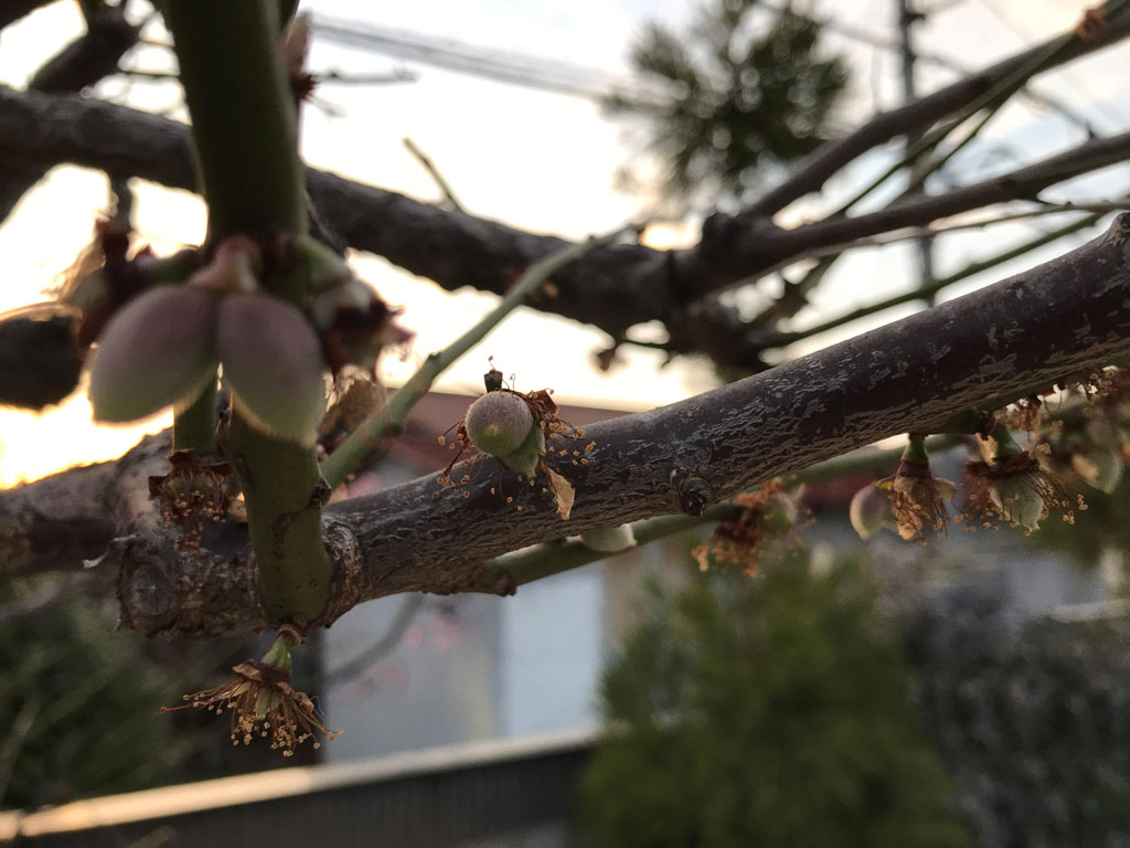 今年は梅の実が大量