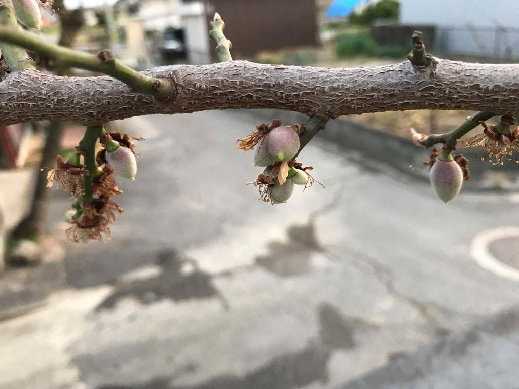 今年は梅の実が大量