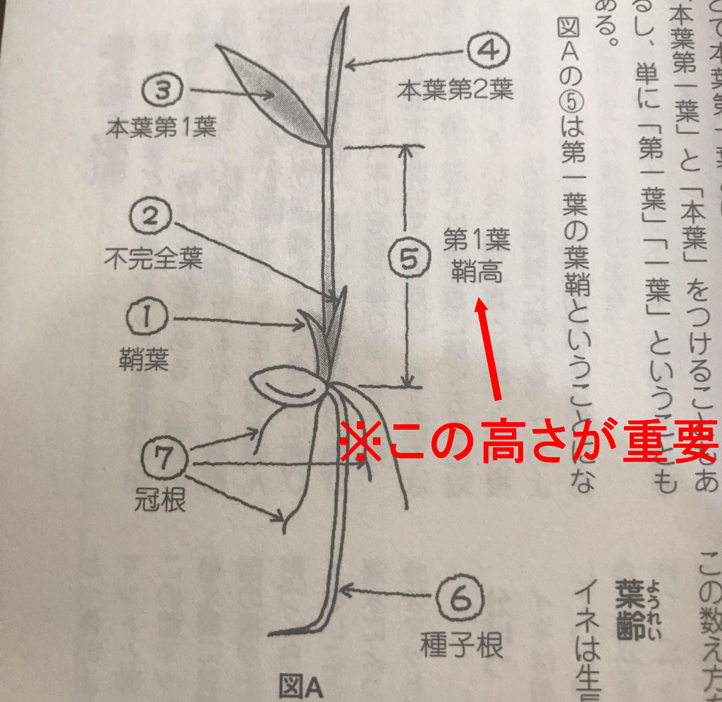 良い苗とは？健苗とは？