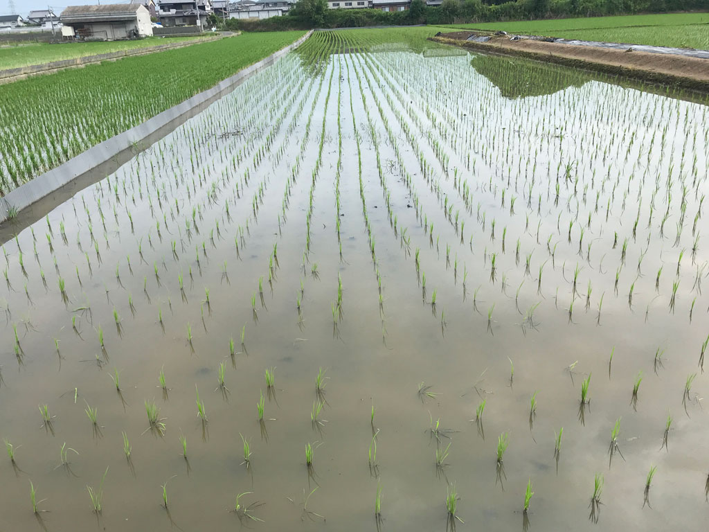 田植え10日後の様子