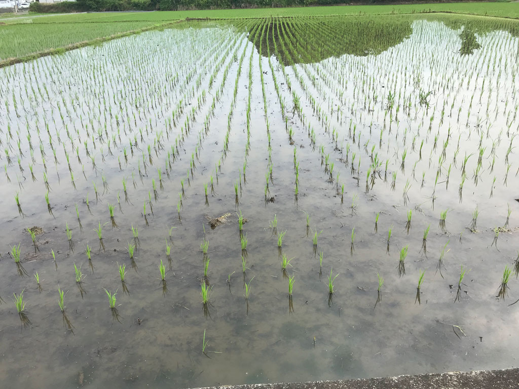 田植え10日後の様子