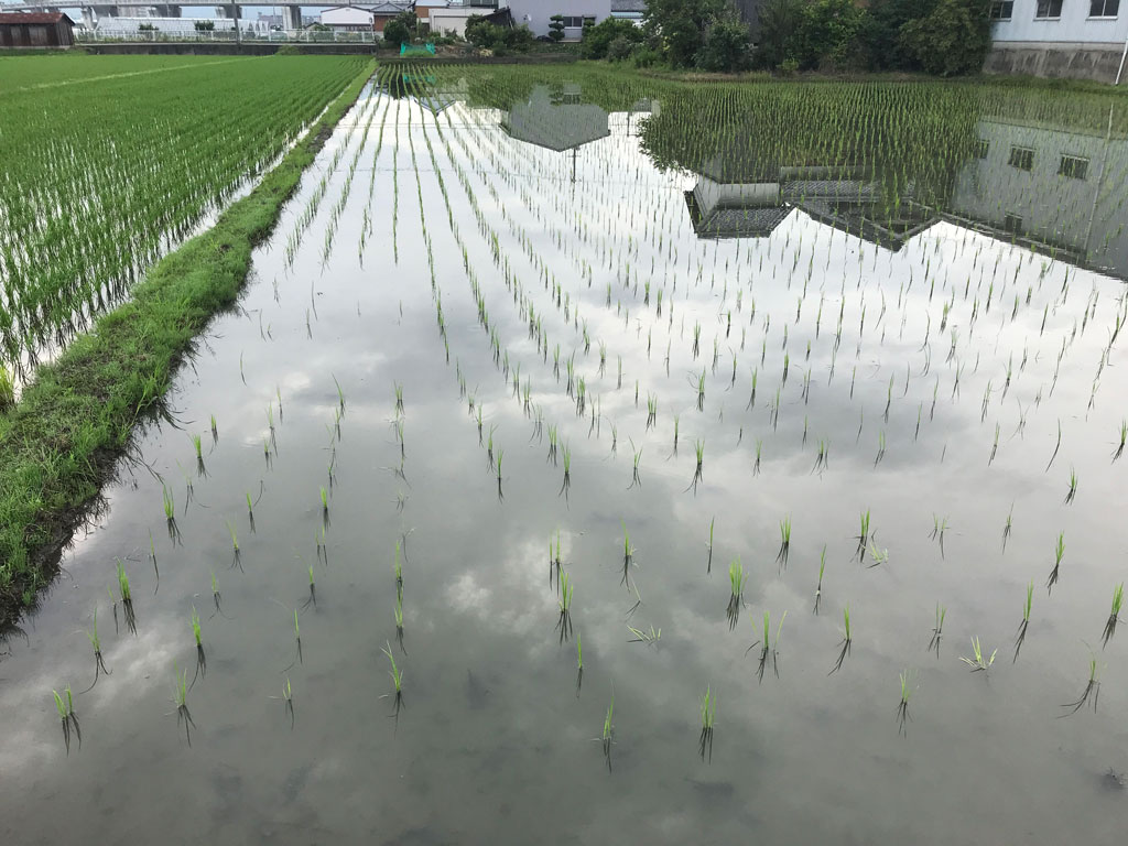 田植え10日後の様子