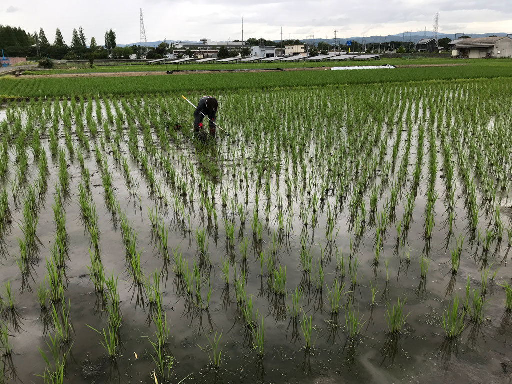 お母さんと雑草取り