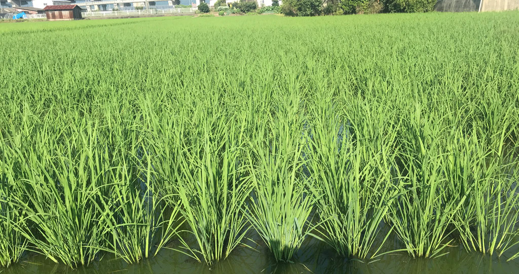 夏本番、一気に成長が進みました