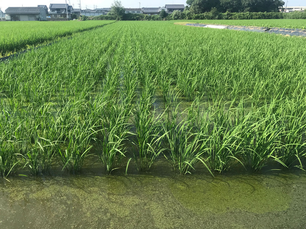 夏本番、一気に成長が進みました