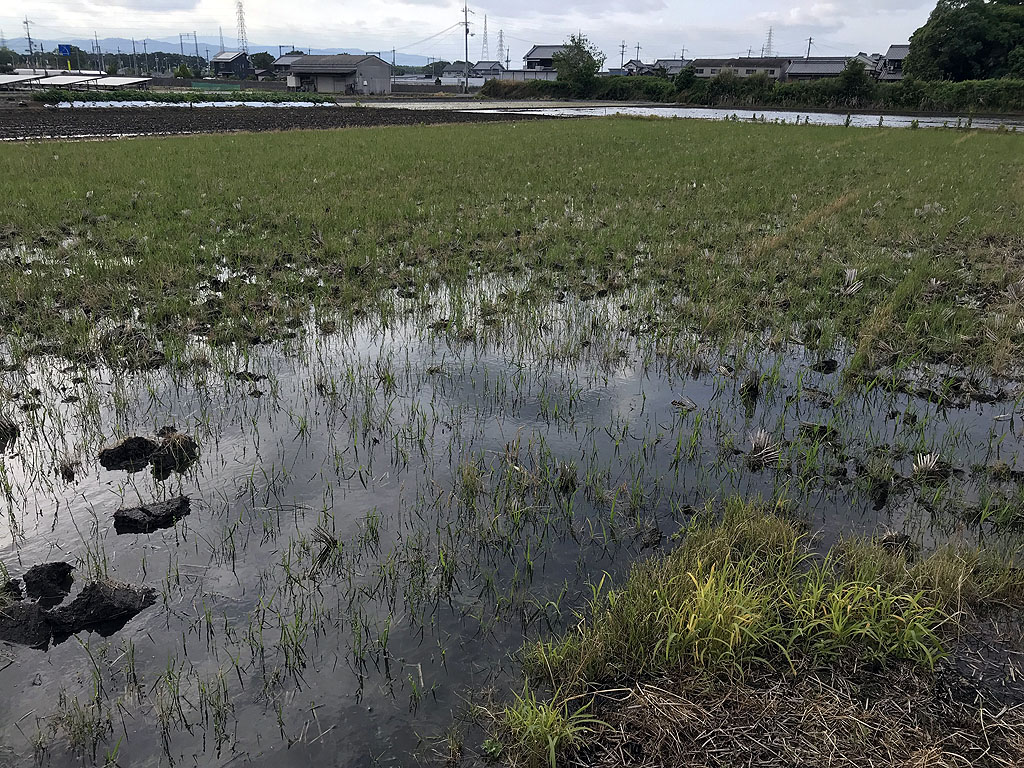 代かき 馬鍬1回目