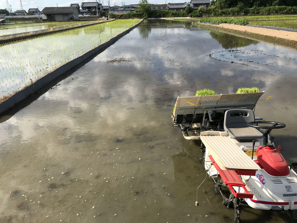 苗の移植(田植え)