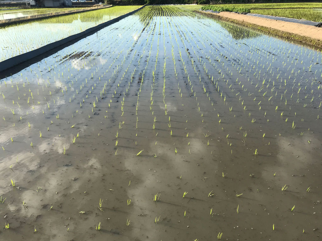 苗の移植(田植え)