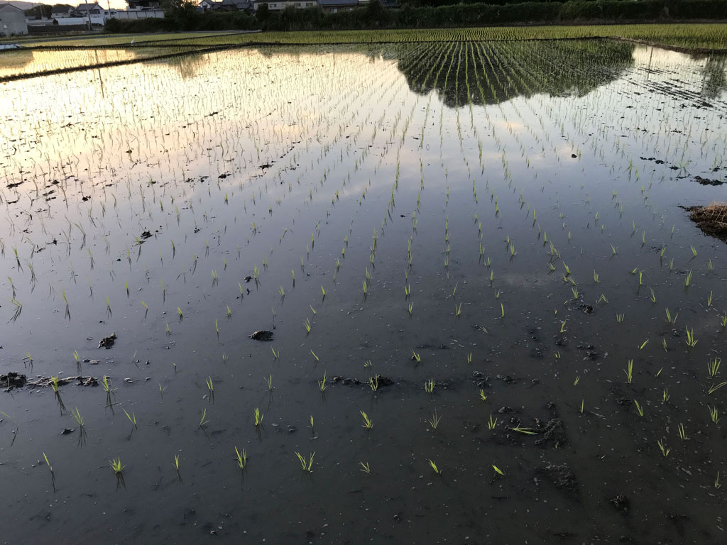 苗の移植(田植え)