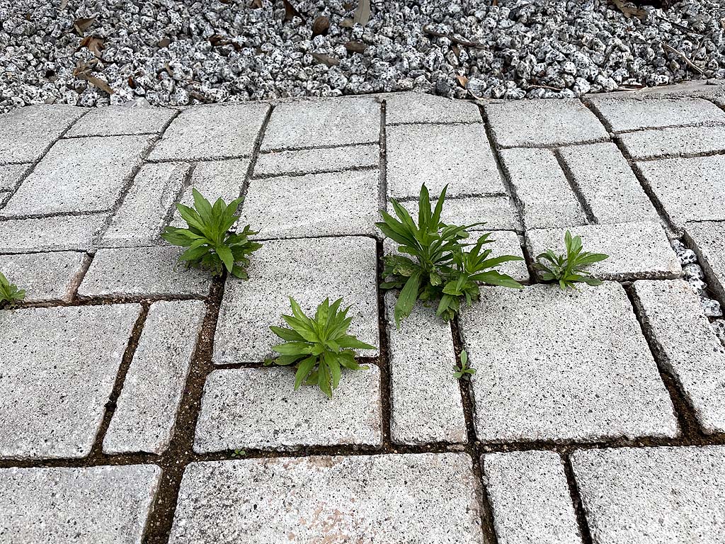 お酢の除草剤を自分でつくる