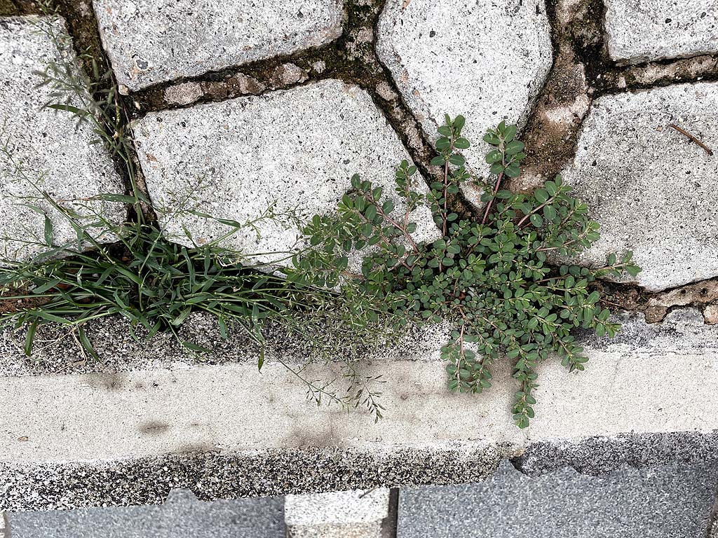 お酢の除草剤を自分でつくる