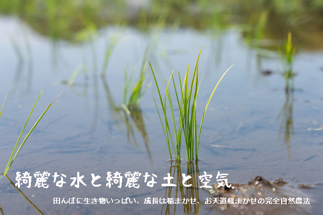 令和二年 2020年奈良県発限りなく無農薬なへの字ヒノヒカリ稲作