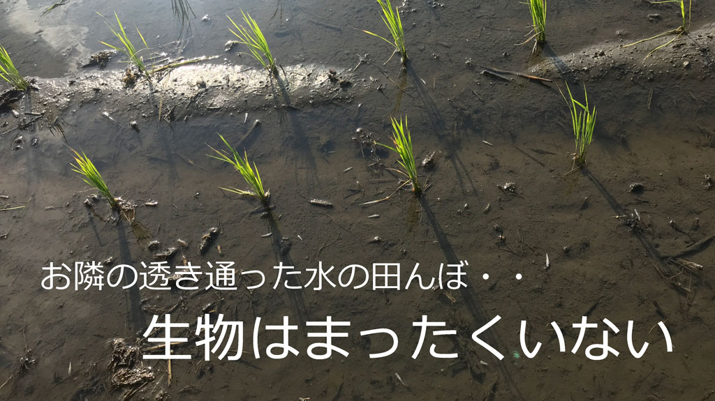 令和二年の稲作-田植え以降