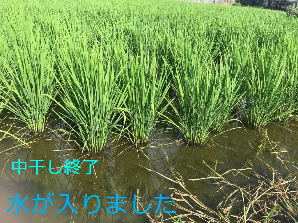 令和二年の稲作-田植え以降