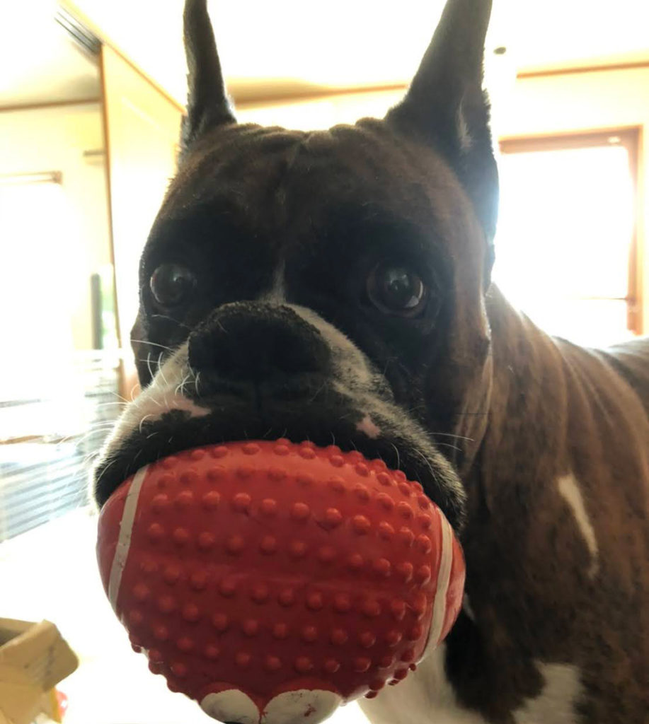 ボクサー犬サスケが五歳の誕生日を迎えました