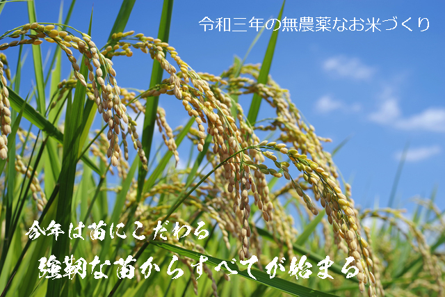 令和三年、2021年 今年は苗にこだわる奈良県発の無農薬への字稲作