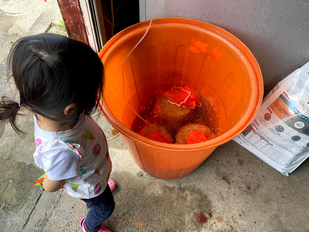 令和三年の苗づくり | 水道水だけのプール式育苗