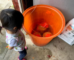 種籾の浸水