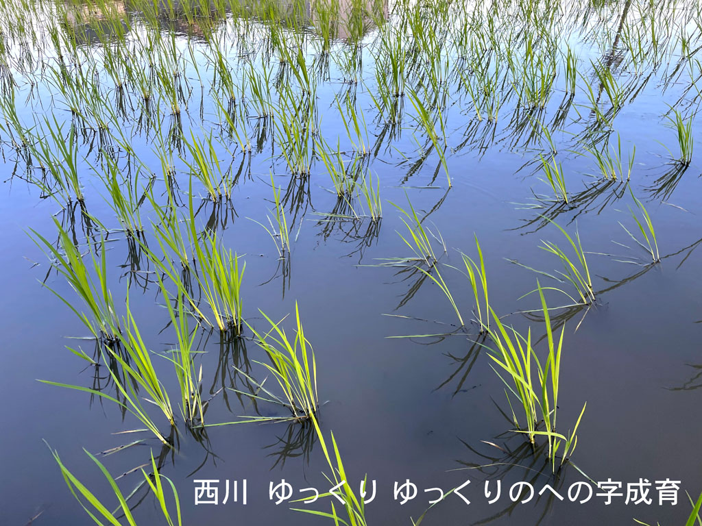 同時期の同品種とは到底思えないほど寂しい西川の田んぼです。への字農法を始めた頃は本当にこんなんで良いのか不安でしたが、今は逆に安心感を持てる景色となりました。目に見える部分は寂しくても稲たちは養分を求めて深く深く根を伸ばしてます。周りの田んぼよりもはるかに深く。