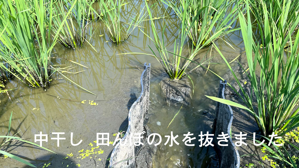 中干し 田んぼの水を抜きます