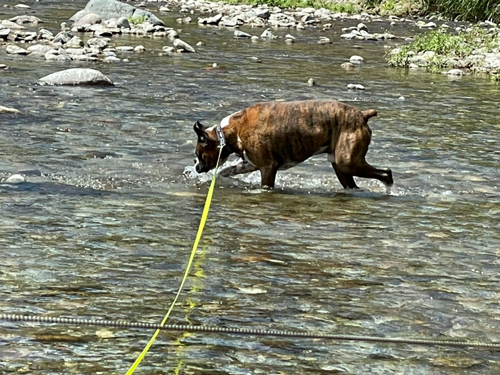 高見川で水遊び | ワンコと吉野町へ