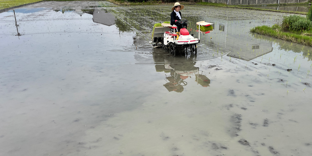 令和四年の田植え 無農薬稲作