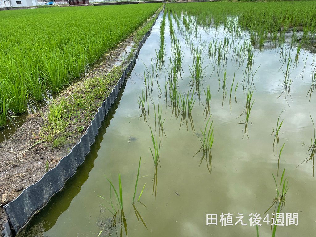 田植え後四週間