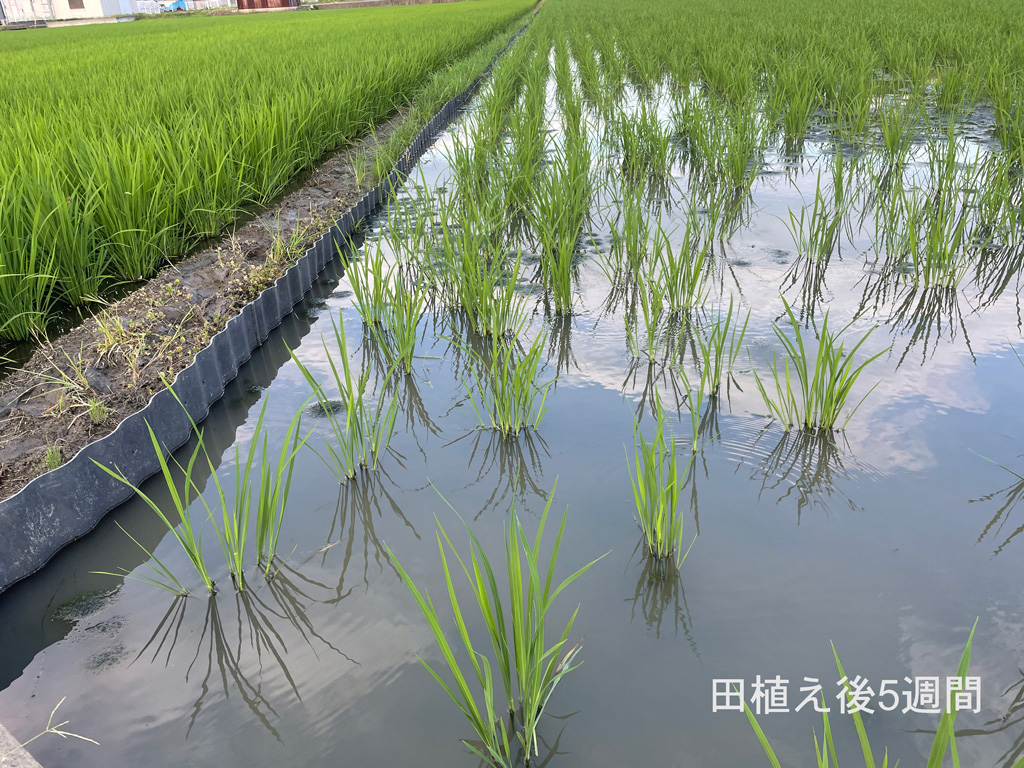 田植え後五週間