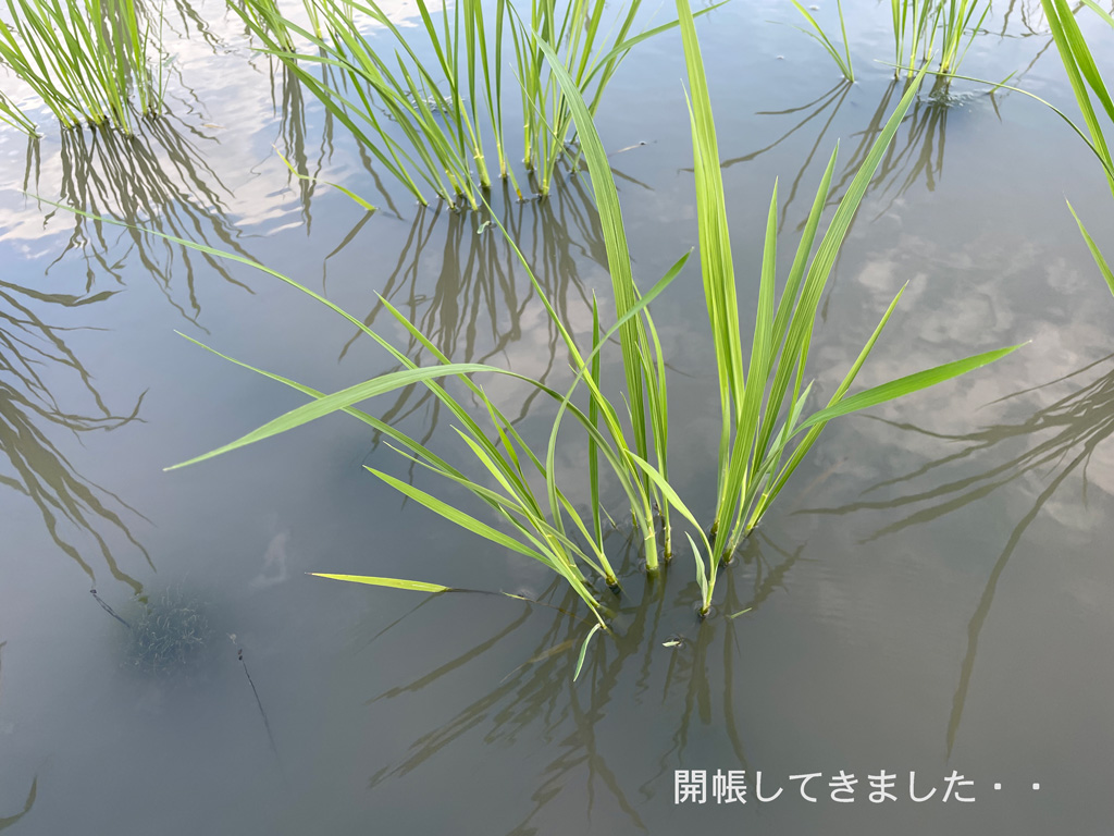 田植え後五週間