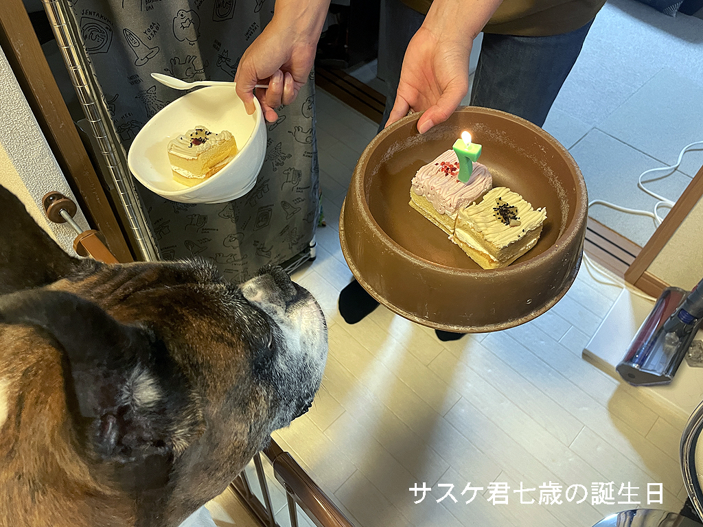 サスケ君七歳の誕生日と淡路島旅行