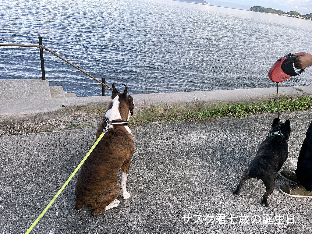 サスケ君七歳の誕生日と淡路島旅行