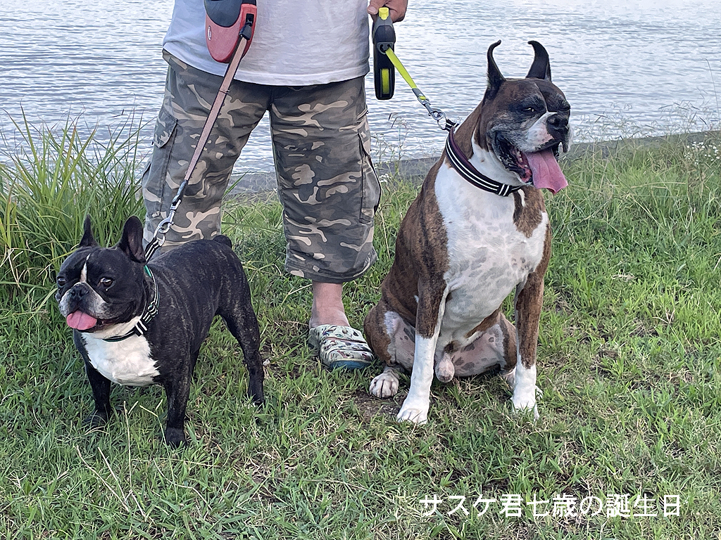 サスケ君七歳の誕生日と淡路島旅行