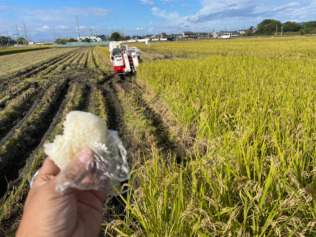 令和4年の稲刈りと収穫作業、米の味