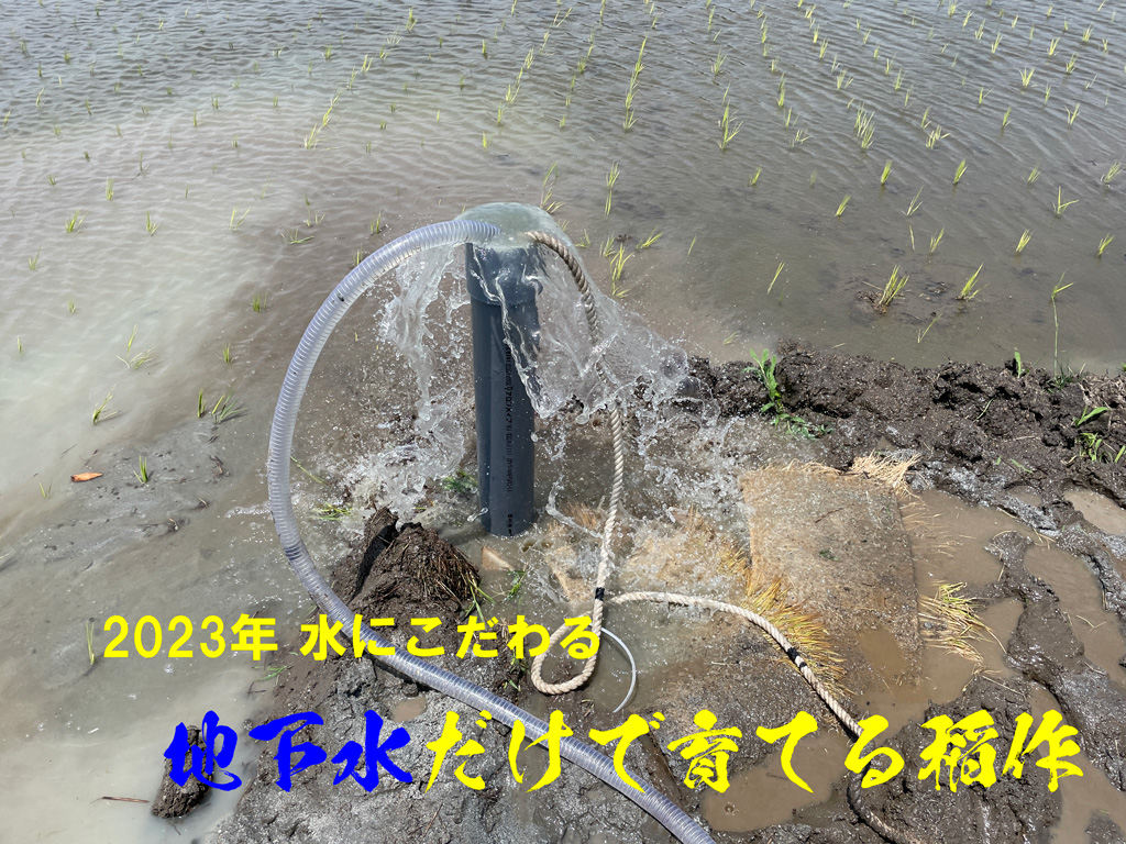 井戸水、地下水だけで育てる稲作