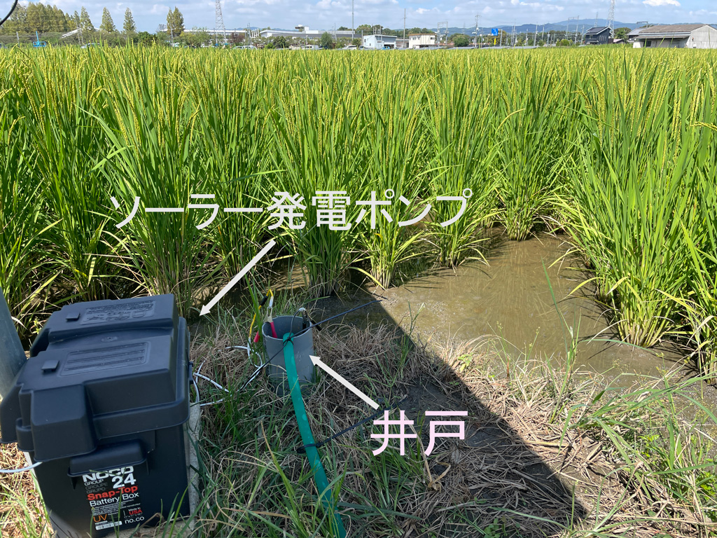 地下水で稲作