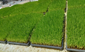 令和八年の苗づくり