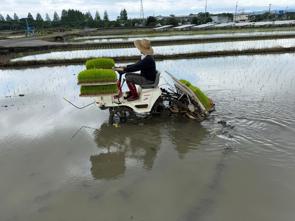 令和7年6月15日から 田植え