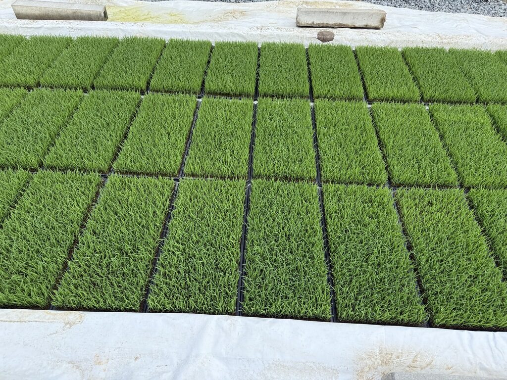 令和7年5月17日 苗のプール育苗開始