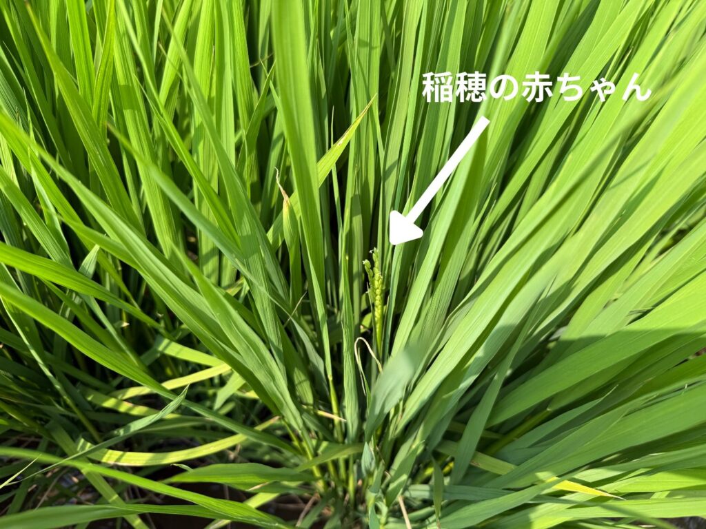 令和7年8月24日、生まれたての稲穂の赤ちゃんを発見。あと一週間もすると次々と生まれてくる予定ですが、少し早生まれの稲穂に嬉しくなりました。